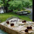maison de gateau ｜Fresh Cake［ND-16］