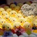 maison de gateau ｜Original Design Cake［ひよこ］