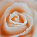 maison de gateau ｜Sugar Cake [15 sugar rose]